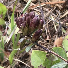 Gentiana affinis
