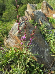 Liatris helleri