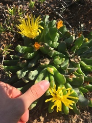 Glottiphyllum