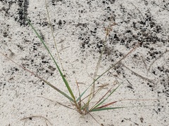 Bulbostylis ciliatifolia