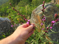 Liatris helleri