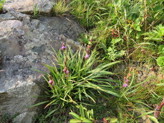 Liatris helleri