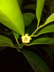 Diospyros nigra