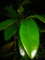 Diospyros nigra