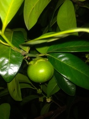 Diospyros nigra