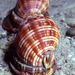 Mediterranean Bonnet Snail - Photo (c) Pino Bucca, some rights reserved (CC BY-SA)