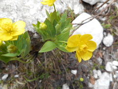 Ranunculus hybridus