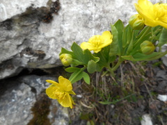 Ranunculus hybridus