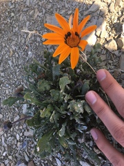 Gazania heterochaeta