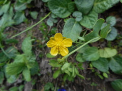Ranunculus hybridus