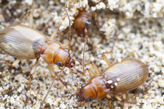 Nebria diversa