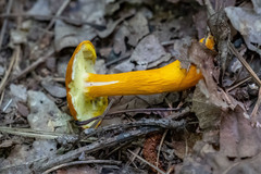 Aureoboletus auriflammeus