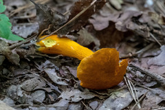 Aureoboletus auriflammeus