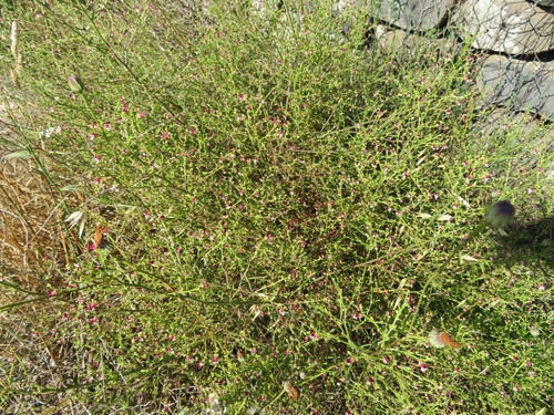 Scrophularia peyronii