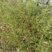 Scrophularia peyronii - Photo 由 יאיר אור 所上傳的 (c) יאיר אור，保留部份權利CC BY-NC-SA