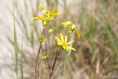 Silphium asteriscus trifoliatum