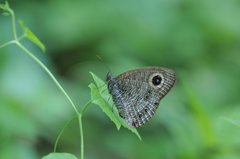 Ypthima horsfieldii humei