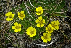 Potentilla subvahliana