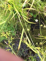 Carex folliculata