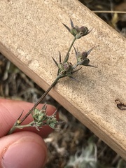 Bupleurum tenuissimum