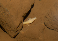 Proteus anguinus anguinus