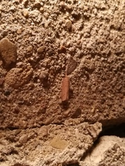 Ematheudes punctella