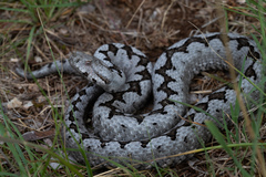 Nose-Horned Viper photo 2