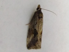 Endothenia quadrimaculana