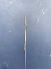 Hesperostipa curtiseta