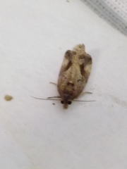 Endothenia quadrimaculana