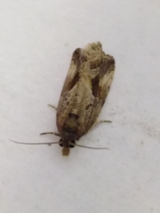 Endothenia quadrimaculana