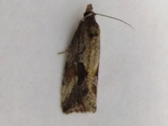 Endothenia quadrimaculana