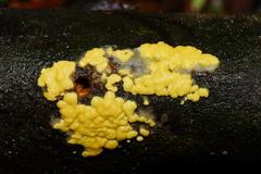 Trichoderma victoriense