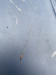 Hesperostipa curtiseta