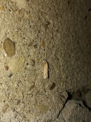 Ematheudes punctella