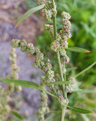 Chenopodium striatiforme