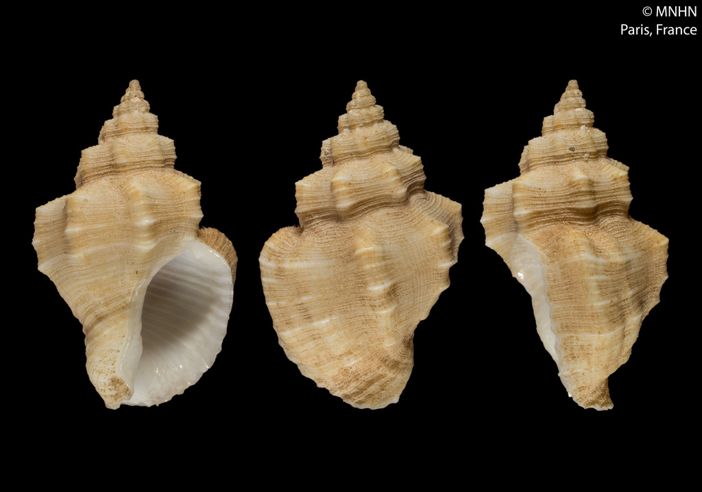 Cantharus septemcostatus