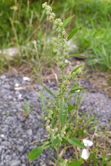 Chenopodium striatiforme