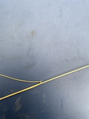 Hesperostipa curtiseta