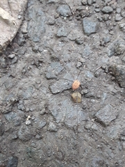 Leiobunum bracchiolum