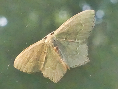 Chloropteryx tepperaria