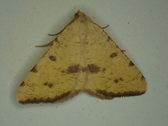 Macaria amboflava