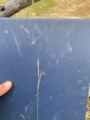 Hesperostipa curtiseta