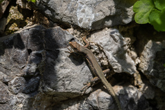 Iberolacerta horvathi