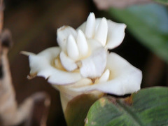 Goeppertia warszewiczii