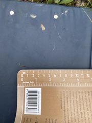 Hesperostipa curtiseta