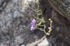 Linaria elegans