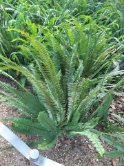 Nephrolepis