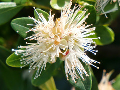 Eugenia neomyrtifolia