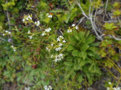 Valeriana saxatilis